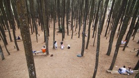Destinasi Liburanmu: Hutan Pinus yang Sederhana di Bandung