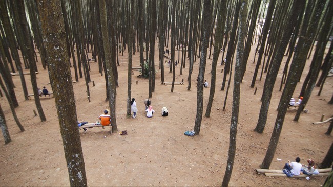 Kalau kamu ke daerah Cikole, Lembang, Bandung, ada satu hutan pinus yang sejuk. Cocok untuk destinasi liburanmu.