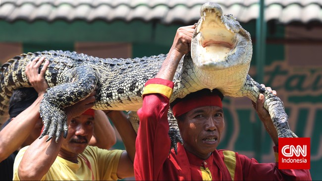 Ritual dan Atraksi Bahaya Bersama Buaya di Cikarang