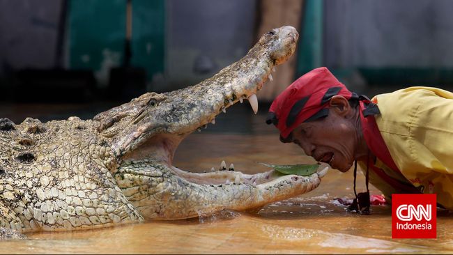 Pemkab Kotawaringin Timur mengatakan wisata buaya bakal diminati wisatawan, terutama dari mancanegara.