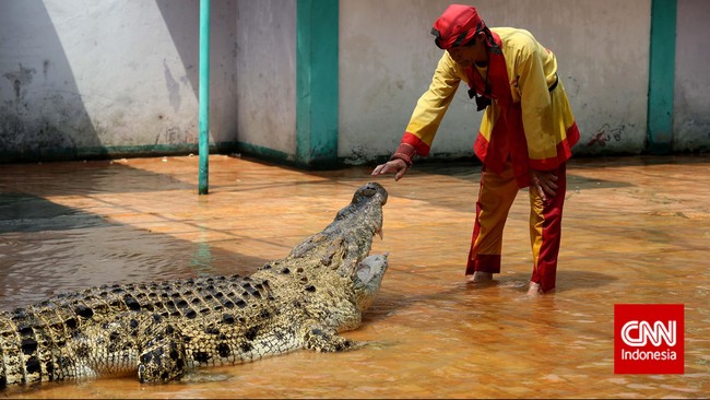 Walaupun penampilannya bak pinang dibelah dua, ternyata aligator dan buaya adalah dua binatang yang berbeda. Apa saja perbedaannya?