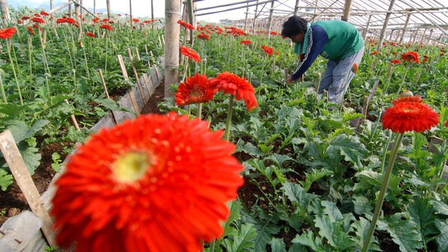 Petani mencabut tanaman pengganggu atau gulma dari kebun bunga Gerbera di Sumowono, Kabupaten Semarang, Jateng, Selasa (28/7). Bunga seharga Rp.12.000 per sepuluh batang tersebut dipasarkan ke sejumlah daerah di Jawa Tengah, Yogyakarta, dan Jawa Timur. Antara Foto/Aditya Pradana Putra/ss/kye/15.