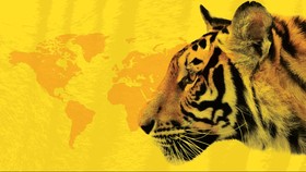 Harimau-Harimau dalam Angka