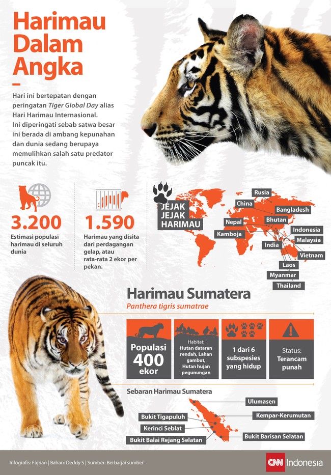 Harimau adalah satwa besar yang kondisinya tak sebesar tubuhnya. Habitatnya tergerus dan populasinya makin terancam.