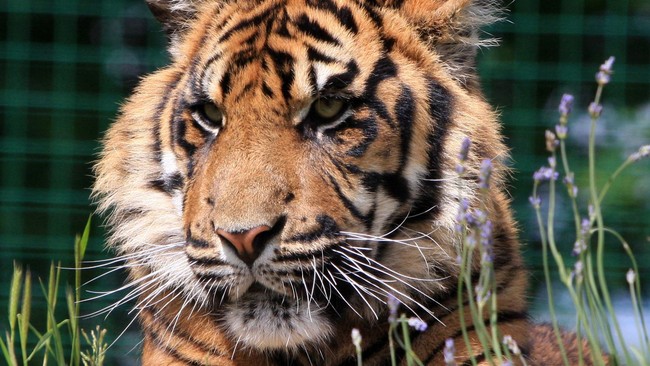 Seekor harimau di kebun binatang AS positif corona hingga Terminal 2 Changi setop beroperasi selama 1,5 tahun mengisi kilas internasional, Selasa (7/4).