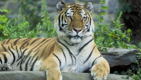 Lupa Tutup Pintu, Penjaga Kebun Binatang Tewas Diserang Harimau