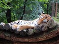 Seekor Harimau di Kebun Binatang AS Positif Terinfeksi Corona