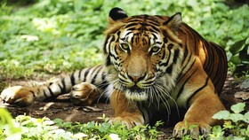 Polisi Bangladesh Tembak Mati Enam Pemburu Harimau