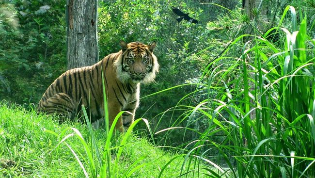 Nepal sebagai salah satu rumah dari 'gerombolan' Harimau Benggala (Panthera tigris tigris) mengalami degradasi terparah.