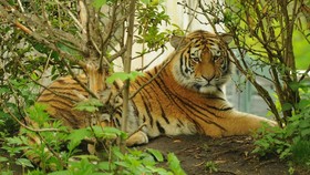 Kisah Harimau Siberia yang Sakit Gigi dan Minta Tolong Warga