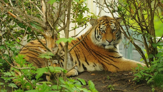 Seekor harimau Siberia dilaporkan mencari pertolongan manusia untuk mengobati sakit giginya.