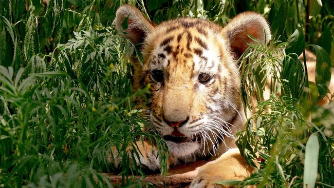 Harimau Sumatera merupakan satu dari enam sub-spesies harimau yang masih bertahan hidup hingga saat ini, tapi populasinya makin terancam.