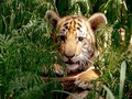 Dua Anak Harimau Putih Mati di Pakistan, Diduga Akibat Covid
