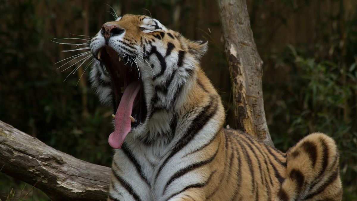 Lowongan Kerja Beri Makan Harimau di Safari China, Digaji Rp110 Juta