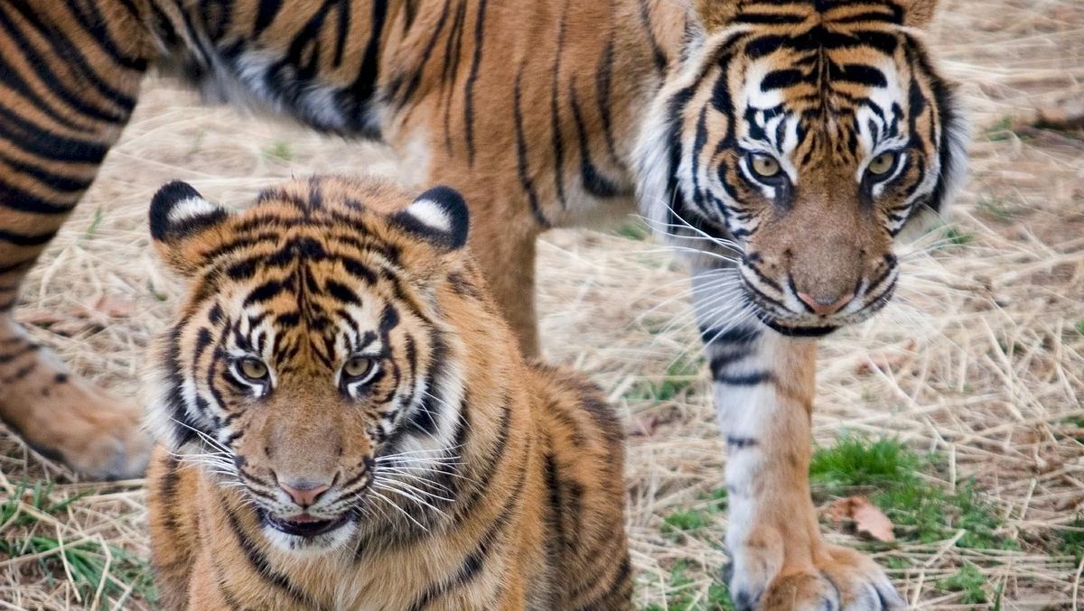 Turis Foto Harimau Pakai Ponsel Saat Safari di India Bakal Kena Denda