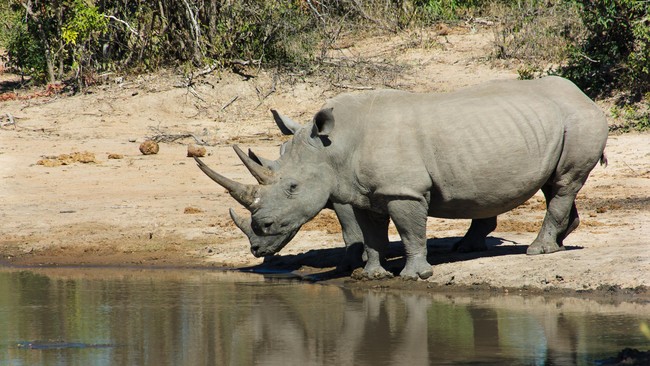 Zimbabwe berencana memotong cula seluruh badak yang berada di sejumlah taman nasional negara ini, demi mencegah perburuan liar.