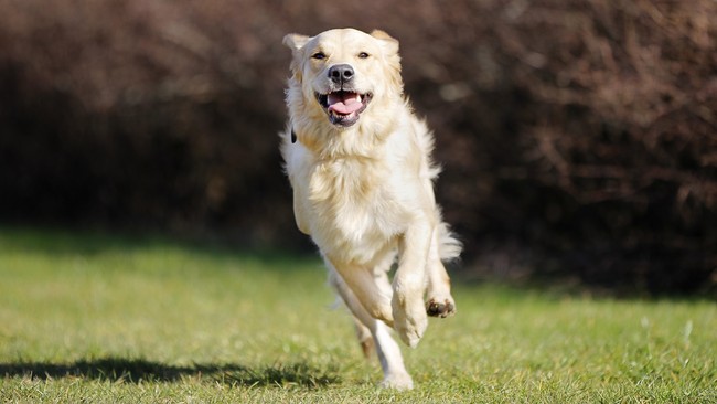 Seekor anjing membantu tim kesayangannya dengan melakukan tekel kepada pemain lawan hingga ia tersungkur dalam sebuah pertandingan sepak bola wanita di Jerman.