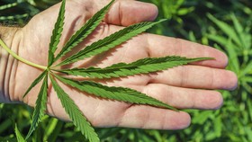 Di Arizona, 10 Kilogram Mariyuana Jatuh dari Langit