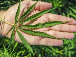 Polisi Ungkap Peredaran 7 Kg Ganja di Kalideres Jakbar, Kurir Ditangkap