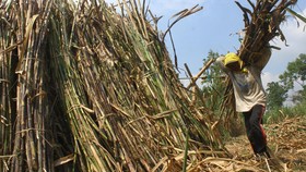 BUMN Buka Wacana Petani Tebu jadi Pemegang Saham Pabrik Gula
