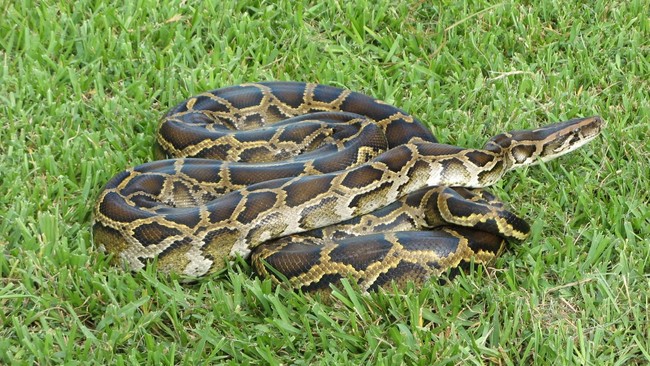 Ular Piton Burma alias Python bivittatus makin merajalela di Taman Nasional Everglades di Florida, Amerika Serikat.