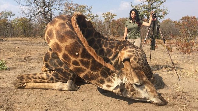 Seorang turis di Taman Nasional Afrika Selatan dilaporkan meninggal dunia usai terlibat kecelakaan dengan seekor jerapah.