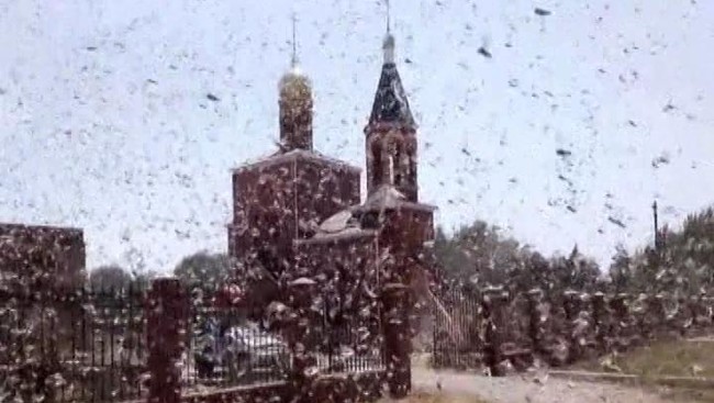 Jutaan belalang menyerang lahan pertanian di selatan Rusia, pemerintah menyatakan keadaan darurat.