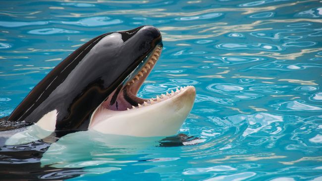 Akibat aksi protesnya terhadap keberadaan SeaWorld, sang bintang serial televisi Jackass akan menjalani persidangan, pada akhir Agustus.