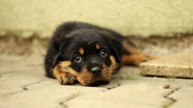 Ketua Komisi Fatwa MUI: Tak Ada Larangan Rawat Anjing Liar
