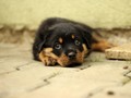 Aktivis Ungkap Versi Baru Kronologi Pengamanan Anjing Canon