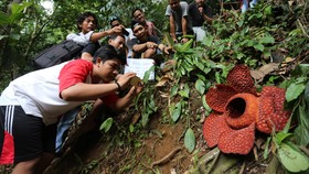 Agam, 'Surga' Bunga Rafflesia di Indonesia