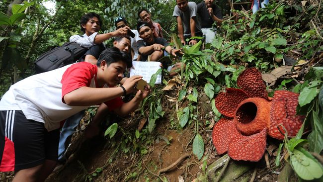 Agam Surga Bunga Rafflesia Di Indonesia
