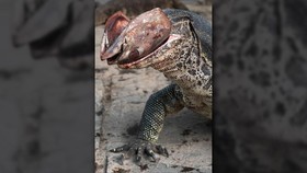 Ahli Thailand Teliti Biawak Sembuhkan Berbagai Penyakit