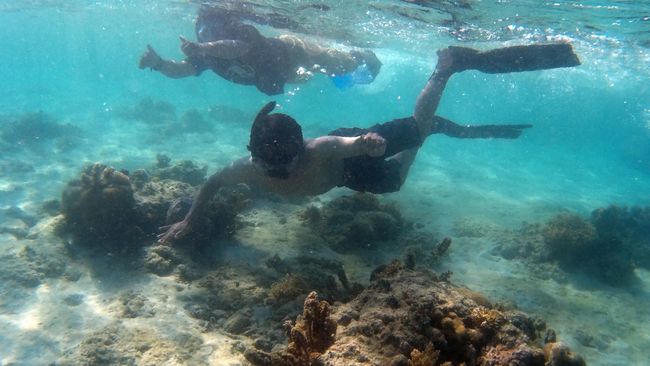 Setelah Great Barrier Reef, kini giliran terumbu karang di Belize Barrier Reef terancam punah. Pengeboran minyak lepas pantai disebut sebagai penyebabnya.