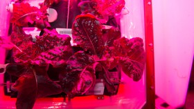 Astronaut Makan Sayuran Hasil Berkebun di Luar Angkasa