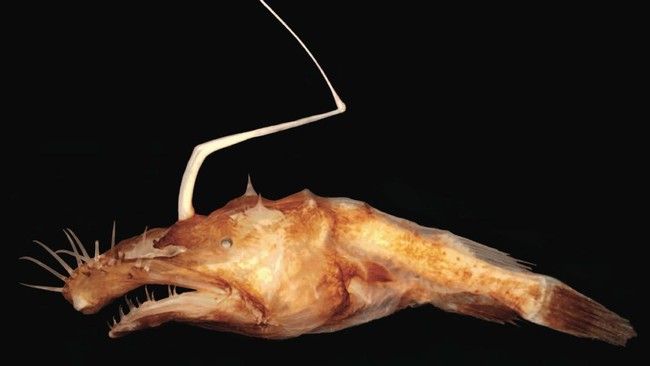 Bersembunyi di lautan yang gelap, dalam, dan dingin, ikan-ikan ini lebih kelihatan seperti alien ketimbang ikan.