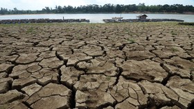 Tembakau Bisa jadi Tanaman Penyelamat Petani di Musim Kering