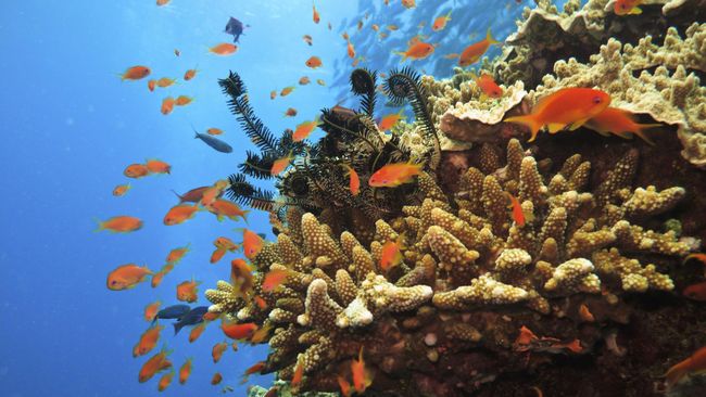 Menurut US News & World Report 2016-2017, Great Barrier Reef di Australia menjadi tujuan wisata paling populer di dunia.