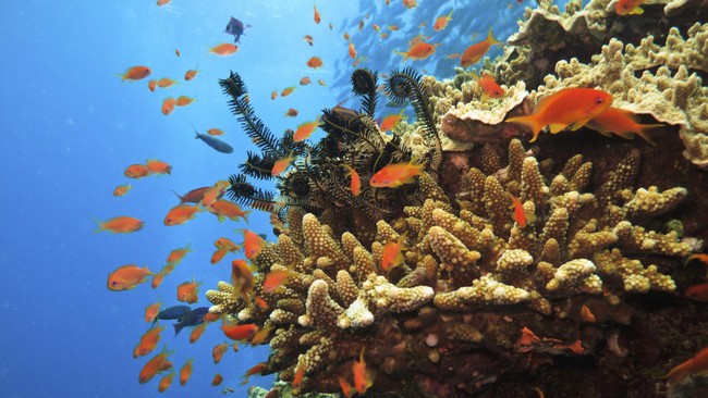 UNESCO menetapkan lima surga bawah laut di Pasifik Timur, Samudra Atlantik dan Samudra Hindia, sebagai generasi berikut Situs Warisan Dunia.