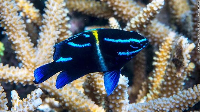 Balai Taman Nasional Kepulauan Togean telah mencatat ratusan jenis binatang laut dilindungi hidup di perairan Togean, Kabupaten Tojo Una-una, Sulawesi Tengah.