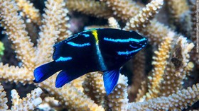 Kepulauan Togean Jadi Habitat Ratusan Spesies Laut Dilindungi