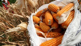 Jokowi Pamer Impor Jagung RI Turun dari 3,5 Juta Ton Jadi 450 Ribu Ton