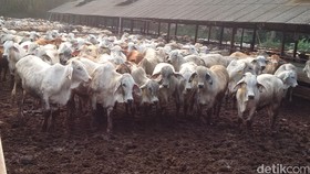 Sukses Tekan 38 Feedlotter, Mentan Jamin Harga Daging Stabil