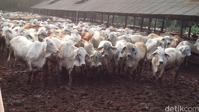 Ini untuk mengetahui apakah impor sudah dilakukan sesuai aturan dan antisipasi adanya penimbunan daging.