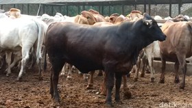 Daging Sapi Langka, Polda Metro Periksa 14 Importir Sapi