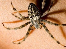 Benarkah Laba-laba Tidak Boleh Dibunuh? Ini Penjelasan dan Alasannya