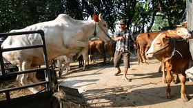 Pelaku Penimbunan Daging Sapi Bisa Terancam Lima Tahun Bui