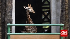 Ragunan Tutup Lebaran Hari Pertama, Buka Lagi Besok