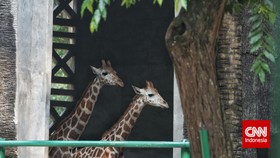 Heru Budi Beri Nama Anak Jerapah dan Gajah di Ragunan