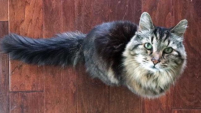 Para pejabat Guinness World Record mengukuhkan Corduroy, kucing berusia 26 tahun dan 13 hari itu, sebagai kucing peliharaan tertua di dunia pekan lalu.